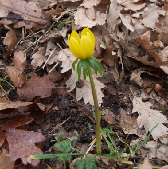 Eranthis hyemalis / Pi di gallo